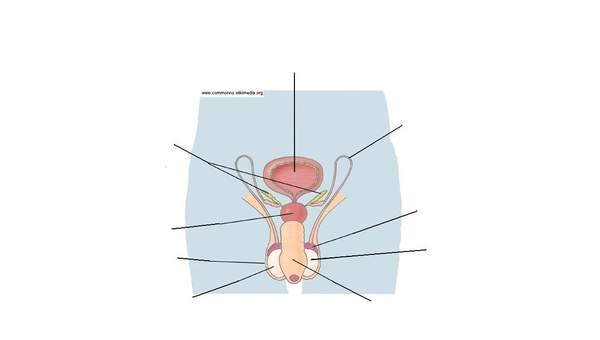 Aparato reproductor masculino Aparato reproductor masculino