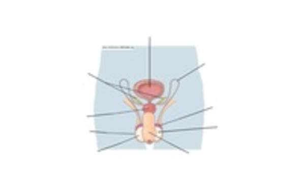 Aparato reproductor masculino Aparato reproductor masculino