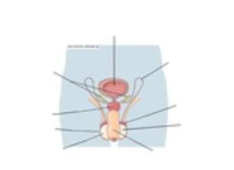 Aparato reproductor masculino Aparato reproductor masculino