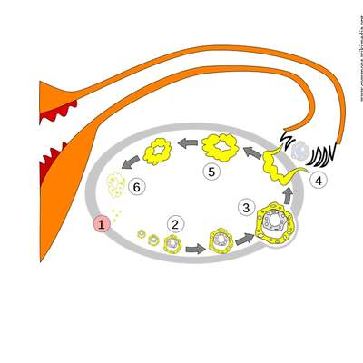 Etapas del ciclo uterino Etapas del ciclo uterino