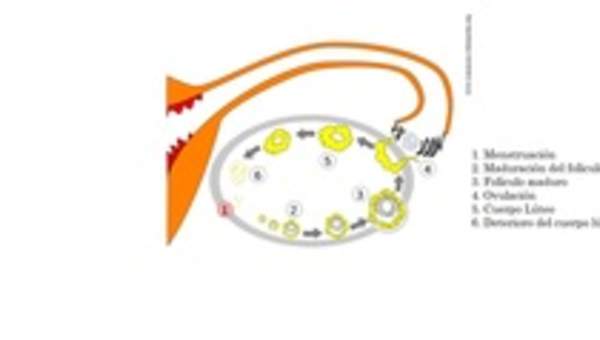 Etapas del ciclo uterino Etapas del ciclo uterino