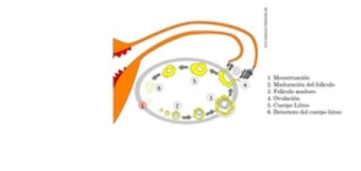 Etapas del ciclo uterino Etapas del ciclo uterino