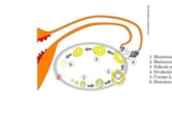 Etapas del ciclo uterino Etapas del ciclo uterino