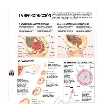 Reproducción Reproducción