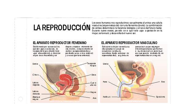 Reproducción Reproducción