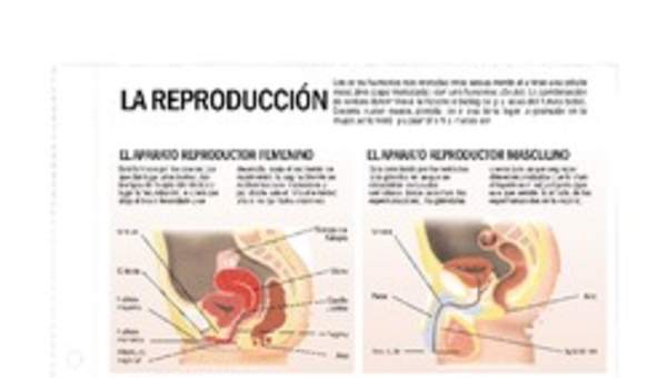 Reproducción Reproducción