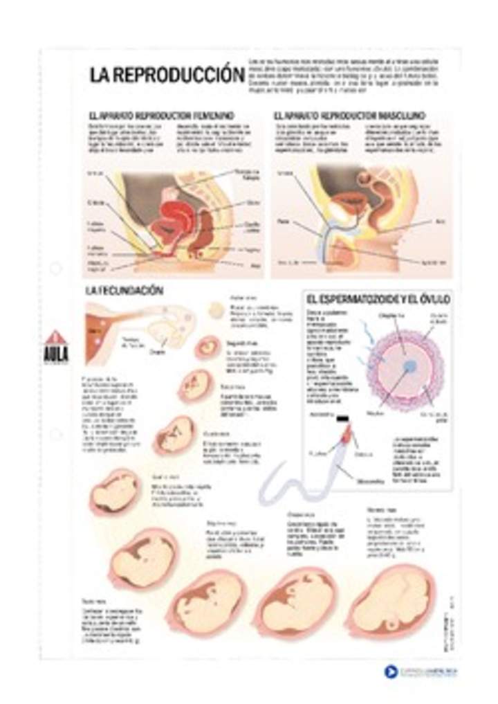 Reproducción Reproducción