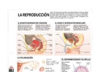 Reproducción Reproducción