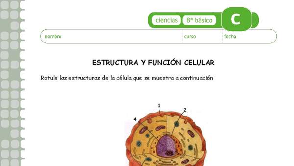 Estructura y función celular Estructura y función celular