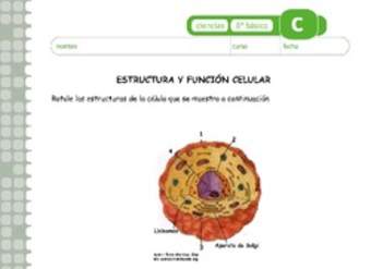 Estructura y función celular Estructura y función celular