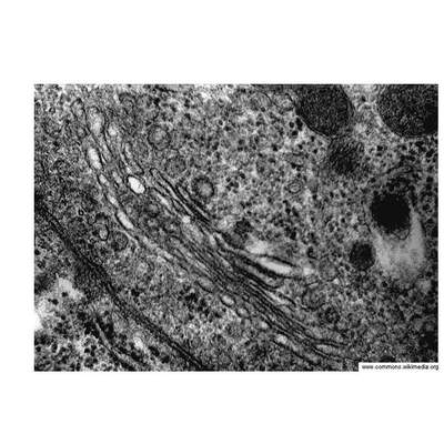 Aparato de Golgi Aparato de Golgi