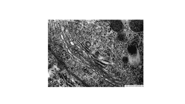 Aparato de Golgi Aparato de Golgi