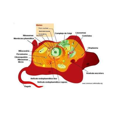 Célula animal rotulada Célula animal rotulada
