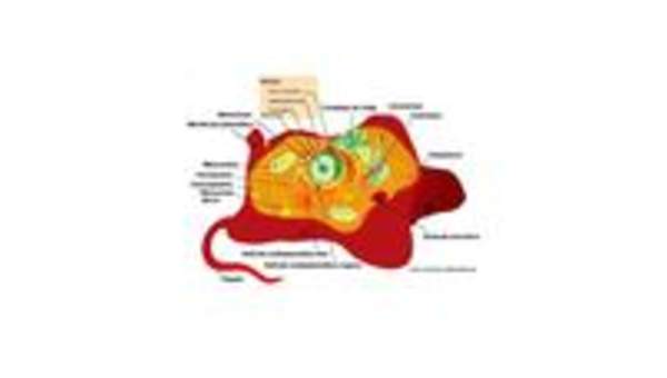 Célula animal rotulada Célula animal rotulada