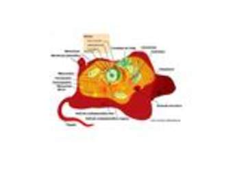 Célula animal rotulada Célula animal rotulada