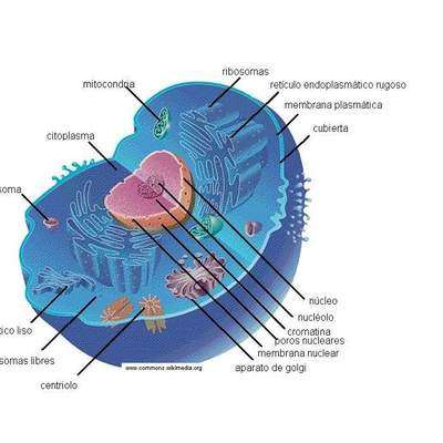Célula animal Célula animal