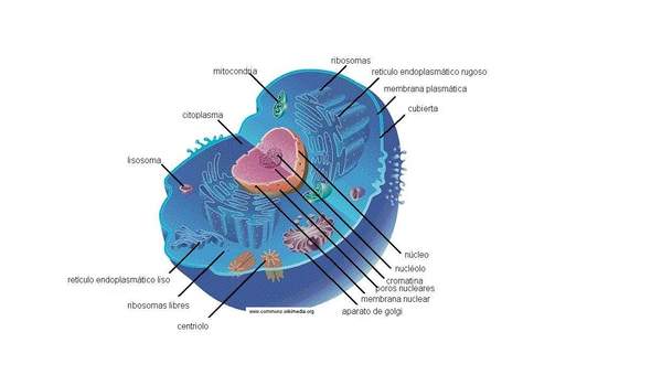 Célula animal Célula animal