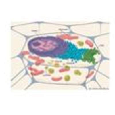 Célula animal Célula animal