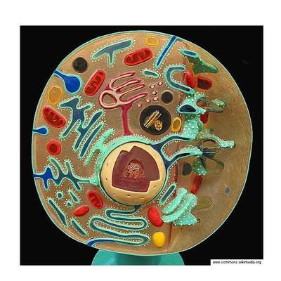 Célula en 3D Célula en 3D