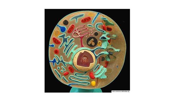 Célula en 3D Célula en 3D