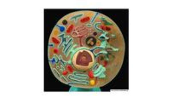 Célula en 3D Célula en 3D