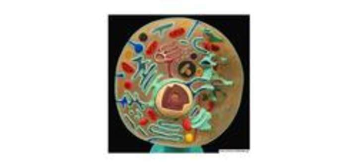 Célula en 3D Célula en 3D