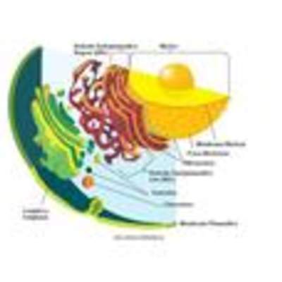 Célula eucarionte Célula eucarionte