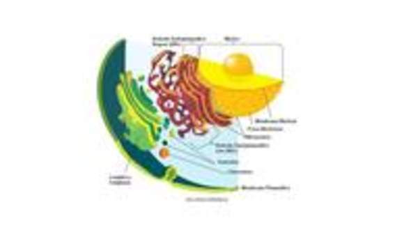 Célula eucarionte Célula eucarionte