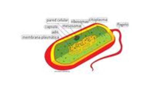 Célula procarionte Célula procarionte