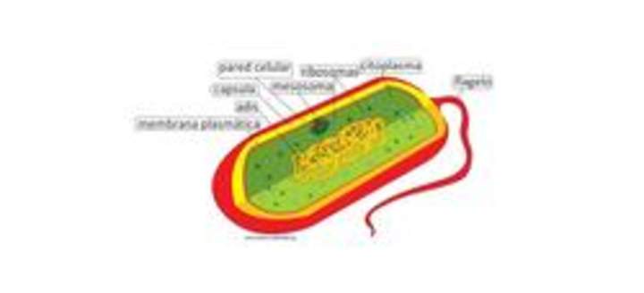 Célula procarionte Célula procarionte