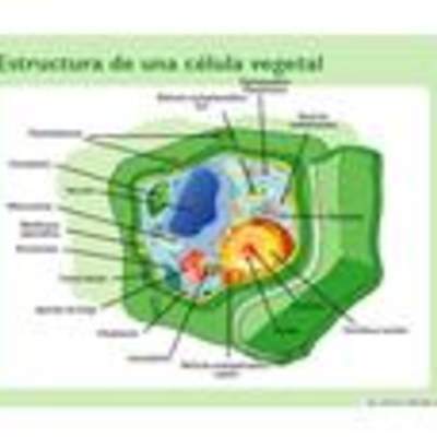 Célula vegetal Célula vegetal