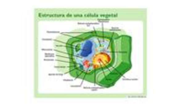 Célula vegetal Célula vegetal