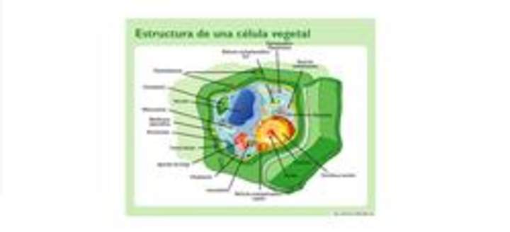 Célula vegetal Célula vegetal