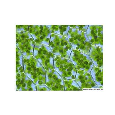 Cloroplastos Cloroplastos