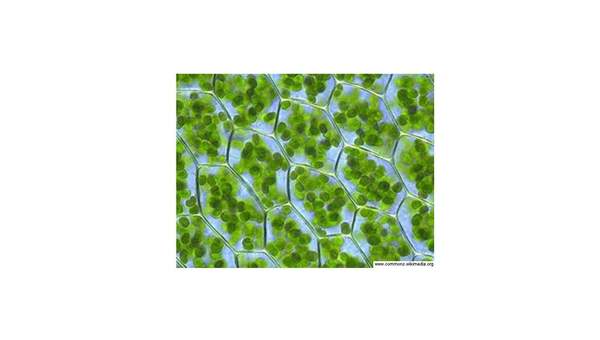 Cloroplastos Cloroplastos