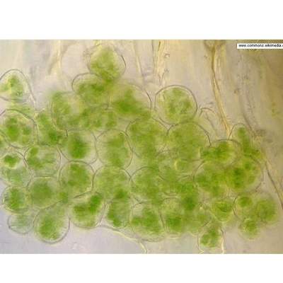 Cloroplastos Cloroplastos