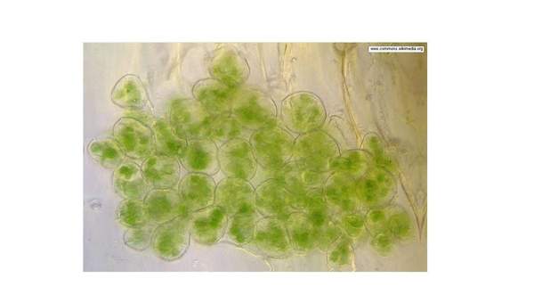 Cloroplastos Cloroplastos