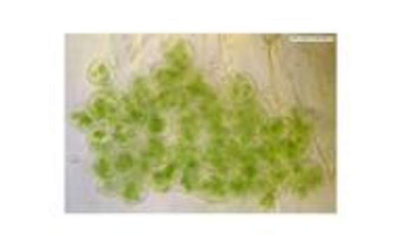 Cloroplastos Cloroplastos