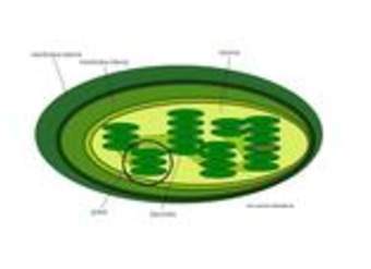 Cloroplastos Cloroplastos