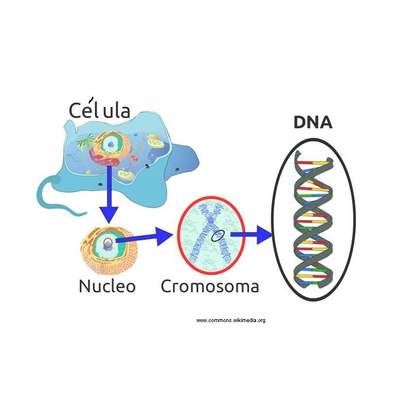 Desde la célula al ADN Desde la célula al ADN
