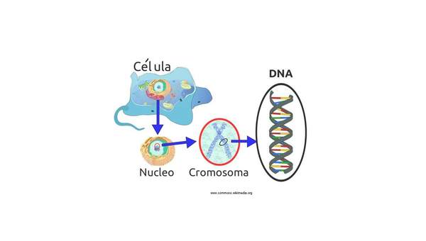 Desde la célula al ADN Desde la célula al ADN