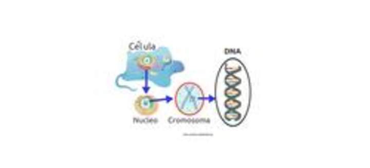 Desde la célula al ADN Desde la célula al ADN