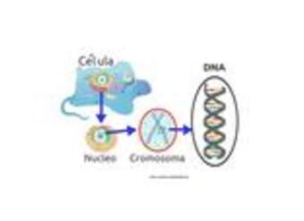 Desde la célula al ADN Desde la célula al ADN
