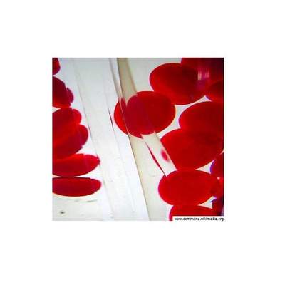 Glóbulos rojos Glóbulos rojos