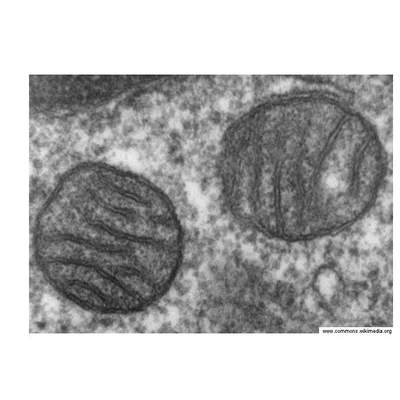 Mitocondria de pulmón Mitocondria de pulmón