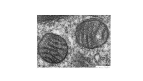 Mitocondria de pulmón Mitocondria de pulmón