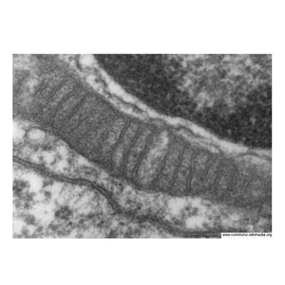 Mitocondria Mitocondria