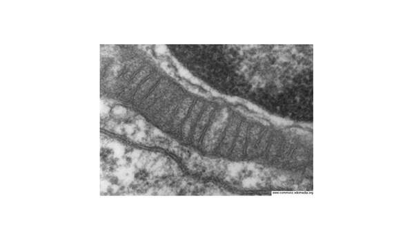 Mitocondria Mitocondria