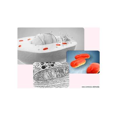 Mitocondria Mitocondria