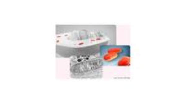 Mitocondria Mitocondria